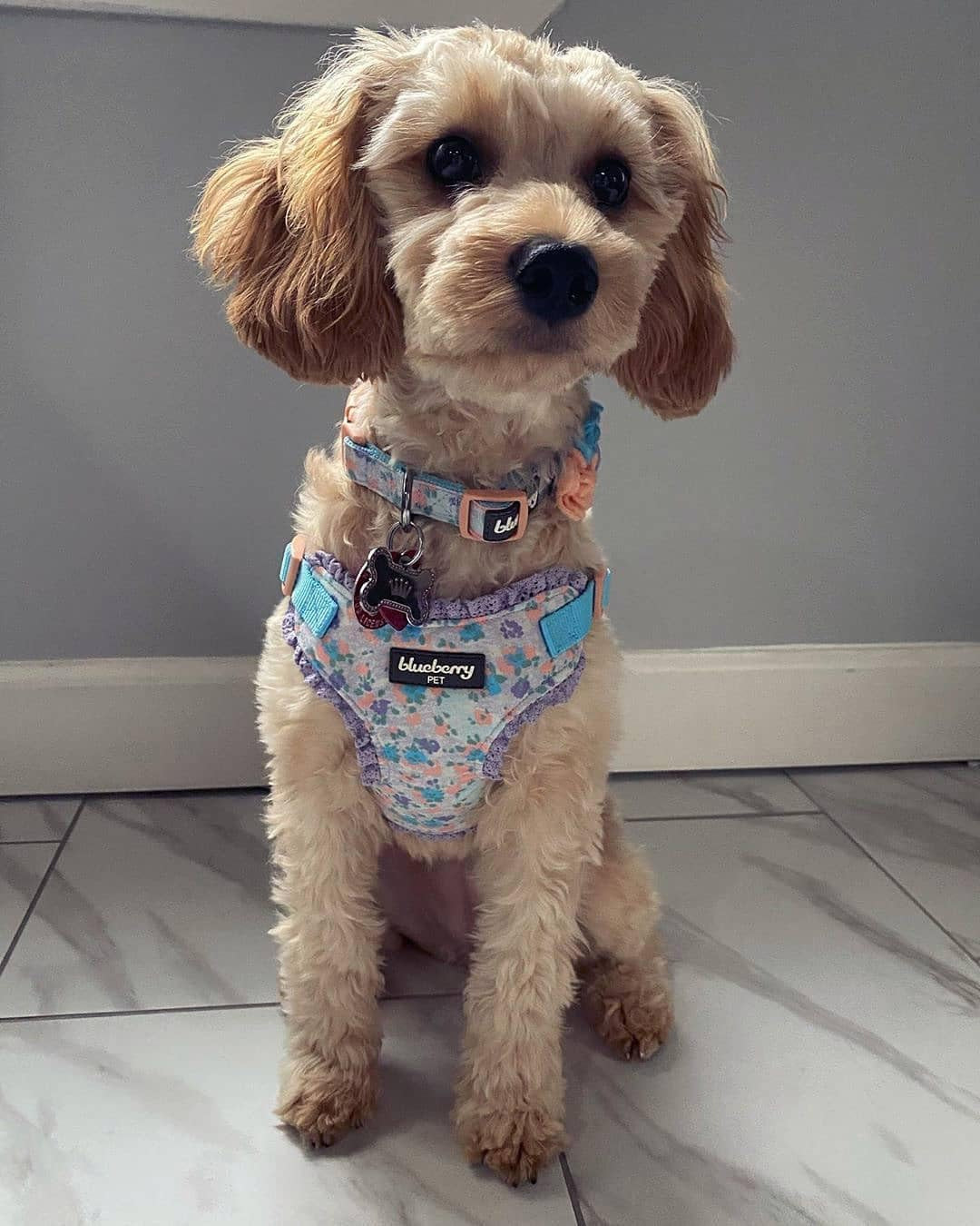 Chic Floral Adjustable Dog Collar in Light Blue with Pink Silk Flower - Perfect for Small Dogs, Neck 7.5-10"!