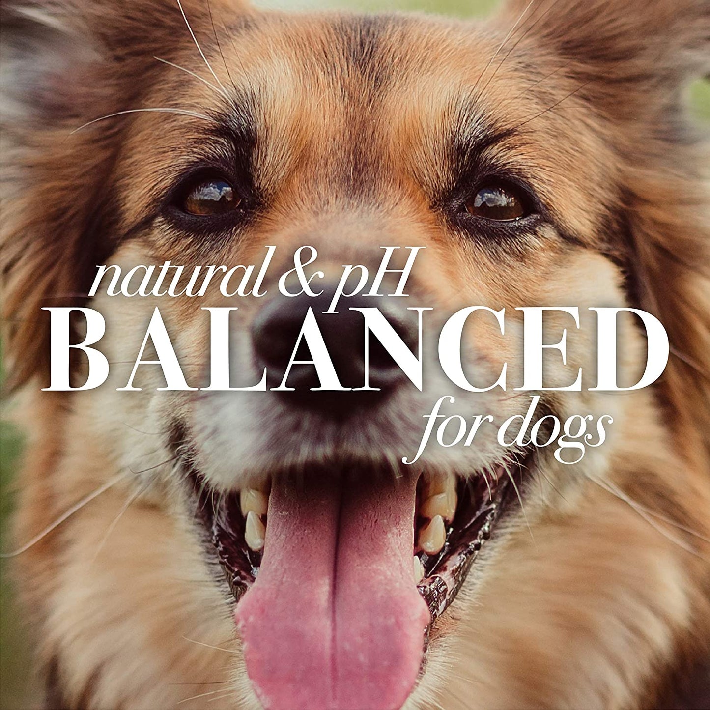 for Dogs Natural Waterless Shampoo Spray for Dogs | Made with Apple and Honey | Quick & Easy Way to Bathe Your Dog | Sulfate & Paraben Free, Made in USA | 10 Oz - 3 Pack