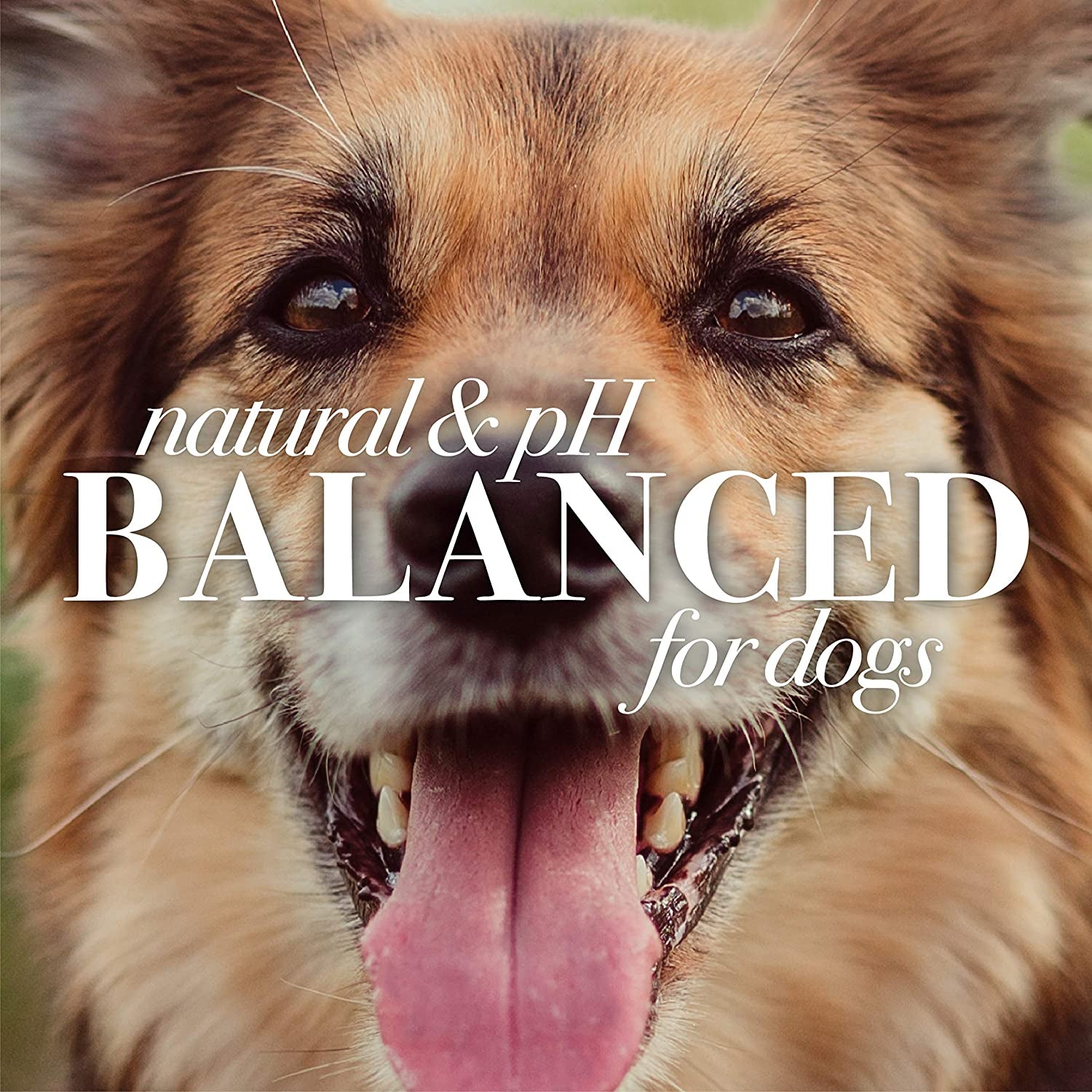 for Dogs Natural Waterless Shampoo Spray for Dogs | Made with Apple and Honey | Quick & Easy Way to Bathe Your Dog | Sulfate & Paraben Free, Made in USA | 10 Oz - 3 Pack